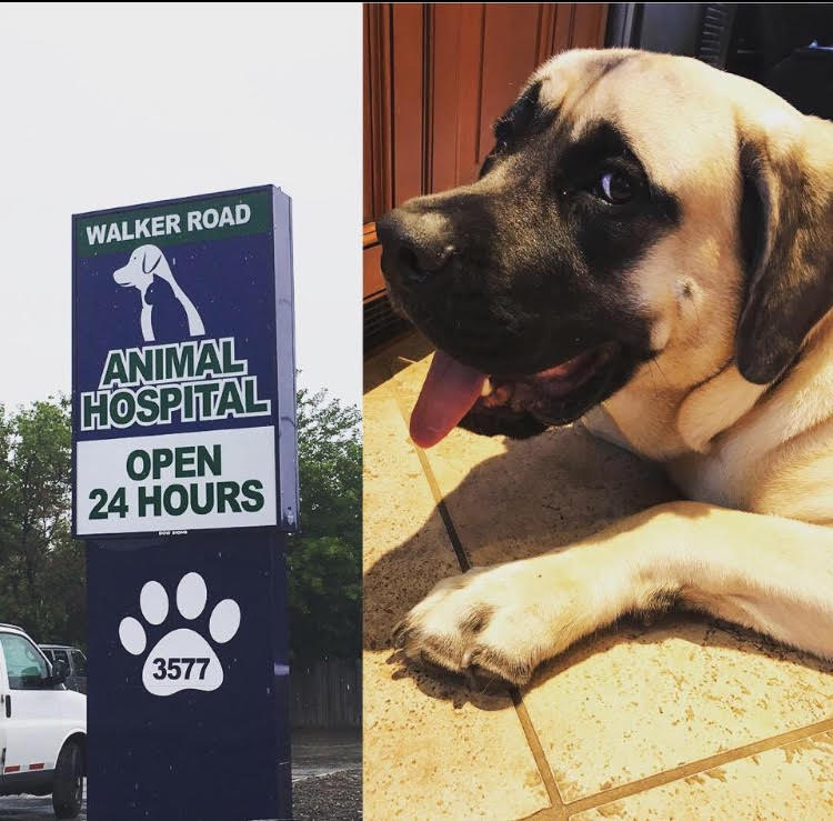Collage of large dog named Whisky and Walker Road animal hospital.