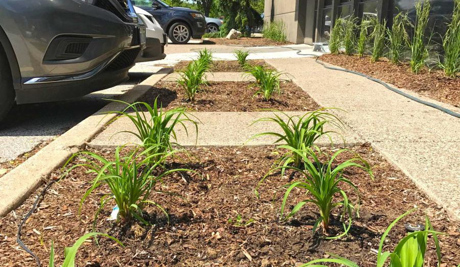 Small plants in mulch.