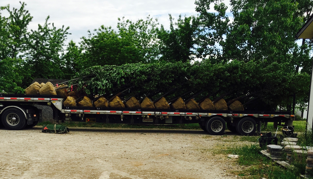 New trees, shrubs, and mulch on the bed of a large trailer.