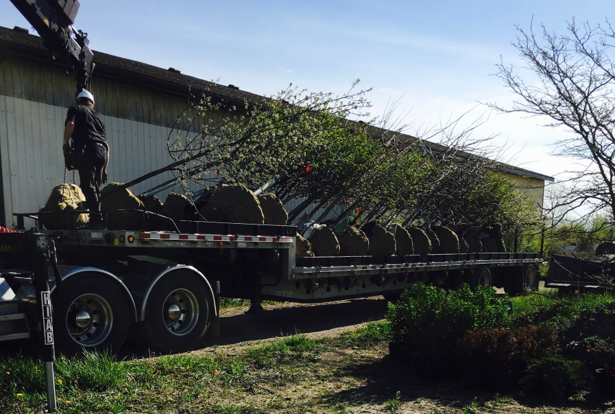 New trees, shrubs, and mulch on the bed of a large trailer.