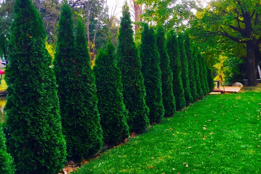 Tall shrubs acting as a fence.